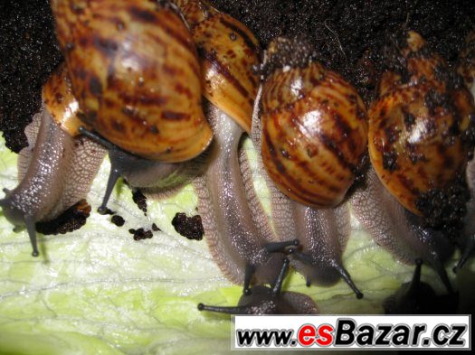 A. achatina Ghana – fotografie 2