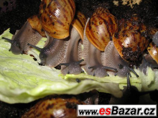 A. achatina Ghana – fotografie 3