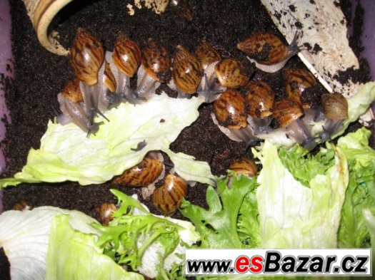A. achatina Ghana – fotografie 4
