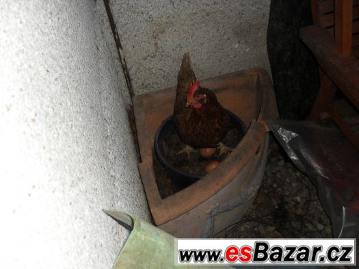 slepičky hnědé hisex ve snášce. – fotografie 1