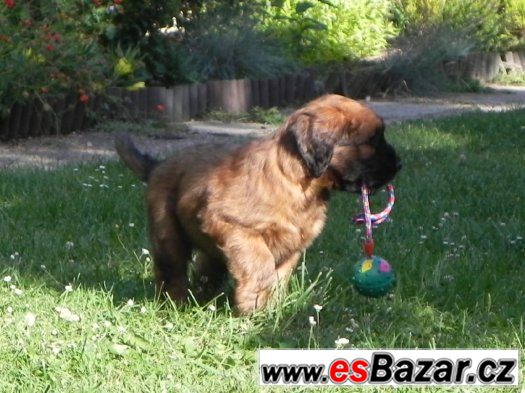 Briard plavý - štěňata – fotografie 2