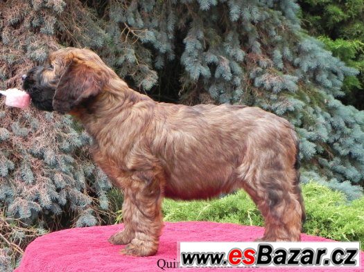 Briard plavý - štěňata – fotografie 3