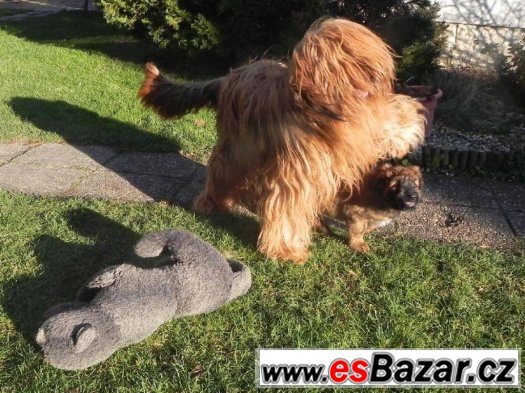 Briard plavý - štěňata – fotografie 4
