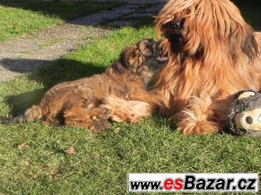 Briard plavý - štěňata – fotografie 5