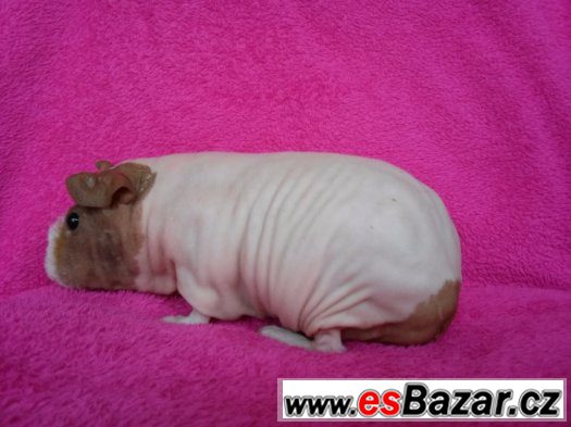 Skinny morče holka Popi – fotografie 5