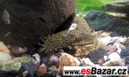 Ancistrus – fotografie 1