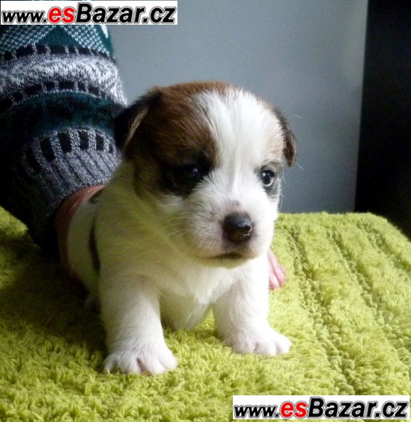Jack Russell Terrier – fotografie 2