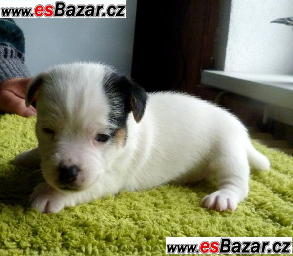 Jack Russell Terrier – fotografie 4