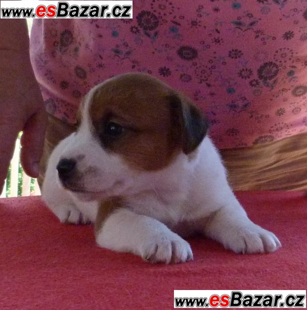 Jack Russell Terrier – fotografie 2