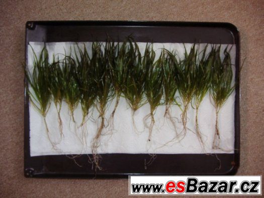 Akvarijní rostliny - BLYXA JAPONICA – fotografie 3
