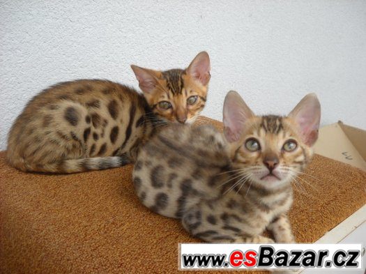 Bengalske kotatka – fotografie 2