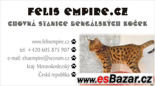 Bengalske kotatka – fotografie 5
