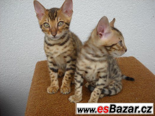 Bengalske kotatka s pp – fotografie 2