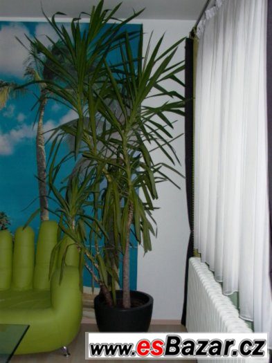 pokojová květina JUKA/YUCCA/ – fotografie 1