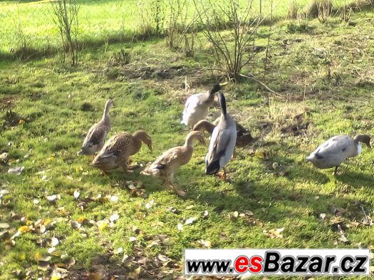 Indický běžec – fotografie 1