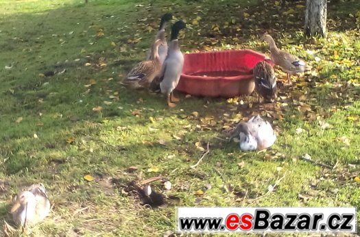 Indický běžec – fotografie 2