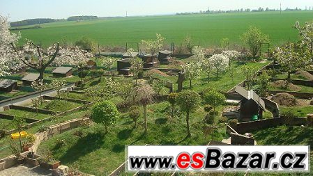 Želva Zelenavá, Žlutohnědá, Vroubená – fotografie 3