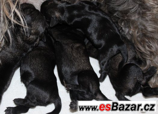 Knírač malý pepř a sůl s p.p. – fotografie 2