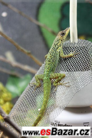 Anolis – fotografie 2