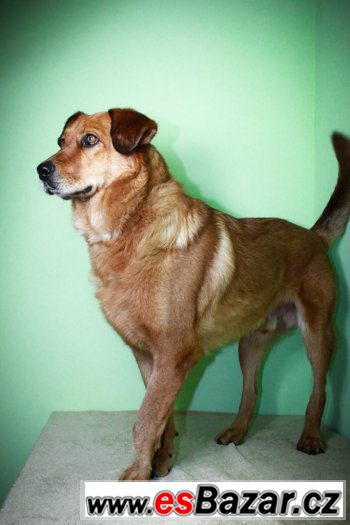♥ Scooby - Zlatý retrívr x labrador přátelský pes ♥ – fotografie 2