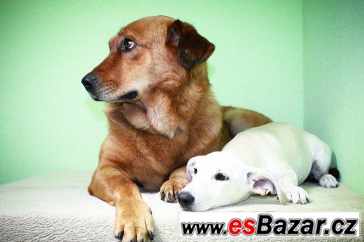 ♥ Scooby - Zlatý retrívr x labrador přátelský pes ♥ – fotografie 3