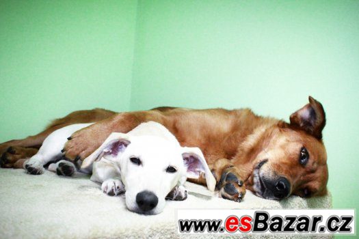♥ Scooby - Zlatý retrívr x labrador přátelský pes ♥ – fotografie 4