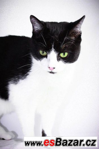 ♥ Claire/Klárka - Britská krátkosrstá x bicolor kočka ♥ – fotografie 3