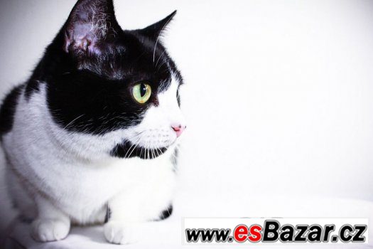 ♥ Claire/Klárka - Britská krátkosrstá x bicolor kočka ♥ – fotografie 5