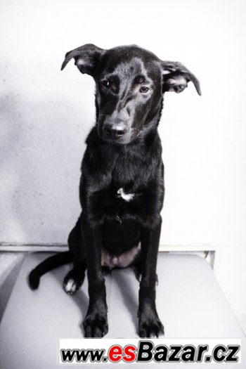 ♥ Nikki Sixx - Labradorský retrívr x kříženec štěně pes ♥ – fotografie 4