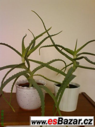 Aloe vera léčivá – fotografie 1