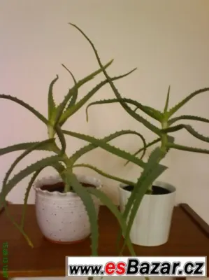 Aloe vera léčivá