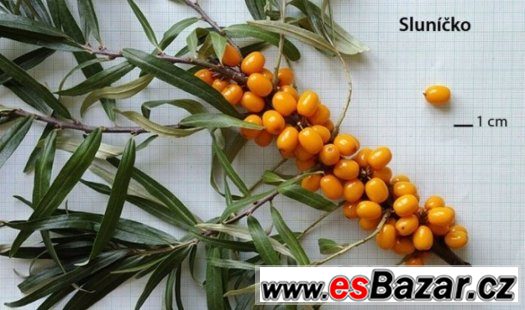 4 Rakytníky + Lipie sladká ZDARMA – fotografie 4