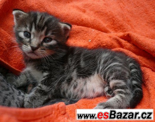 Britský kocourek mramorovaný tmavý – fotografie 3