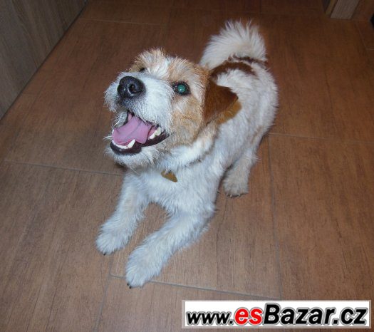 Jack Russel Terier čistokrevný s doklady – fotografie 2
