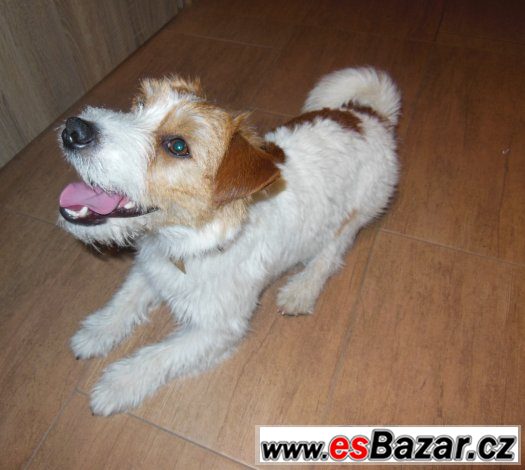 Jack Russel Terier čistokrevný s doklady – fotografie 3