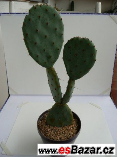 Mrazuvzdorné opuncie a velké Euphorbia trigona – fotografie 1