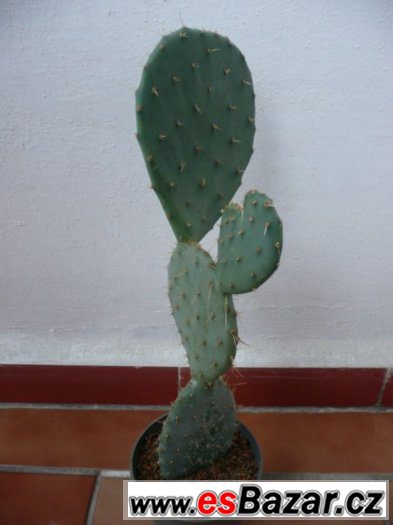 Mrazuvzdorné opuncie a velké Euphorbia trigona – fotografie 2