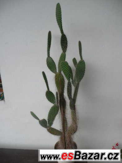 Mrazuvzdorné opuncie a velké Euphorbia trigona – fotografie 3