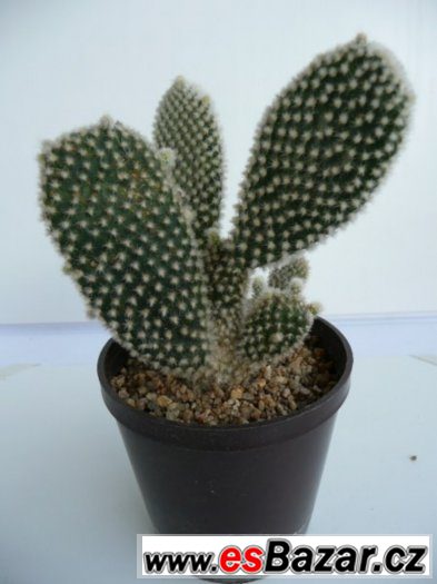 Mrazuvzdorné opuncie a velké Euphorbia trigona – fotografie 5