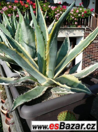 Agave americana – fotografie 3
