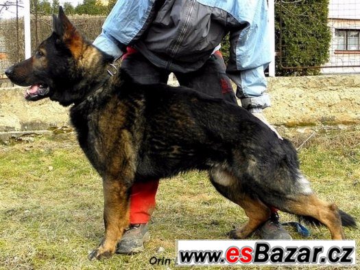 Německý ovčák štěňátka s PP – fotografie 2