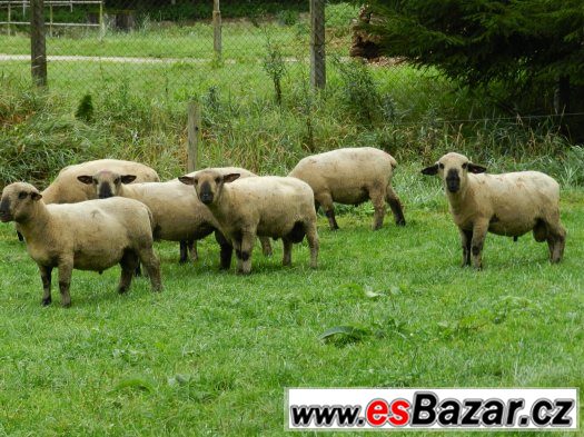 Prodam plemenne berany Hampshire Down linie Happy – fotografie 1