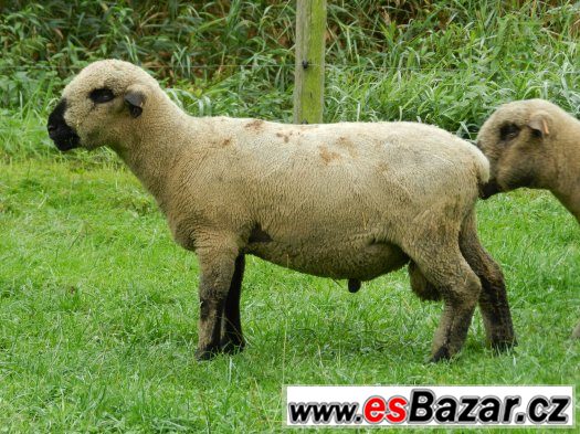 Prodam plemenne berany Hampshire Down linie Happy – fotografie 2