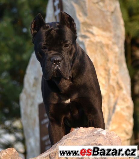Cane corso – fotografie 1