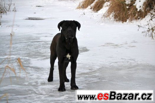 Cane corso – fotografie 4