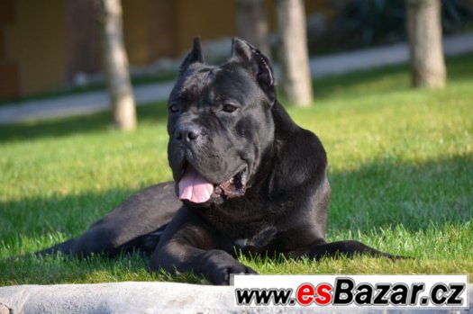 Cane corso – fotografie 5