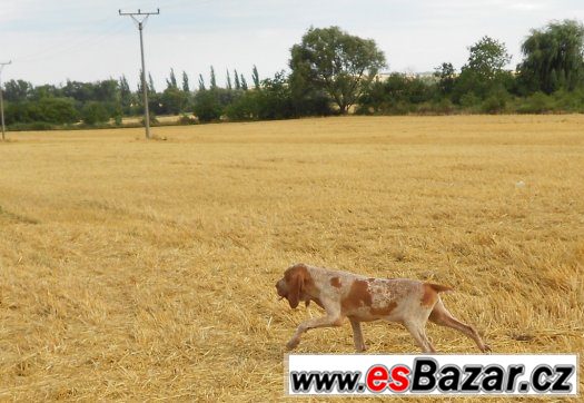 Prodám štěňata Italského ohaře – fotografie 4