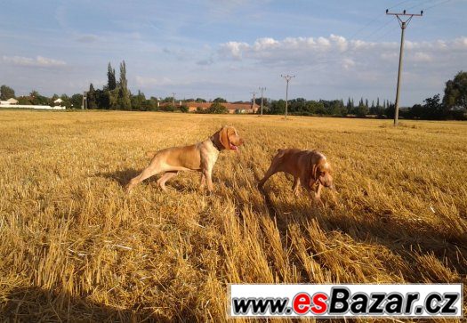 Prodám štěňata Italského ohaře – fotografie 5