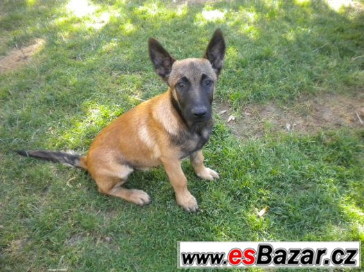 Belgický ovčák Malinois – fotografie 3