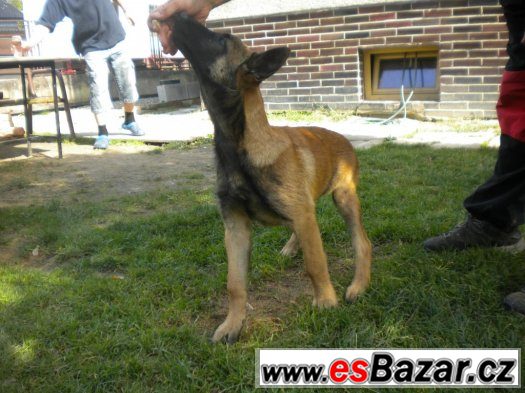 Belgický ovčák Malinois – fotografie 4